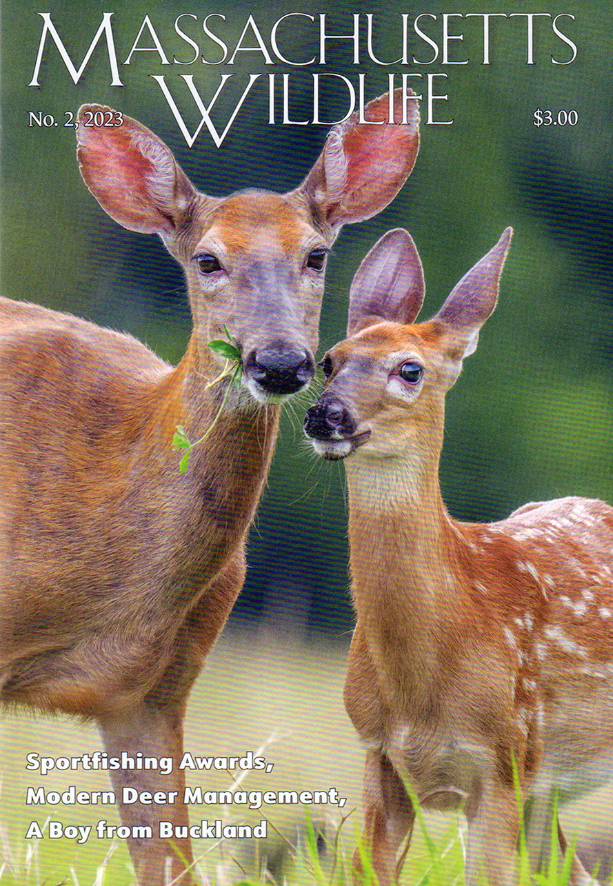 Massachusetts Wildlife - 4 Issues