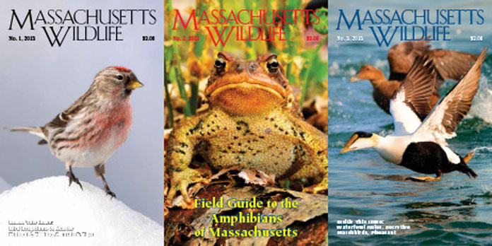 Massachusetts Wildlife